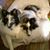 Cherie Harris's profile image