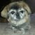 Diana Dickert's profile image