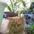Sue Aarons Cook's profile image