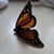 Michelle Dahab Whelan's profile image