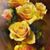 Amanda Marie Miller's profile image