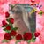 Carol Pitts's profile image