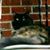 Mary Wangler's profile image