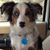Maggie-mae Thomas's profile image
