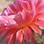 Diane Scott Martin's profile image