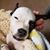 Alice Herlant Stearns's profile image