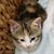 Karen Basile's profile image