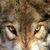 Lois Schultz's profile image