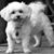 Susan Monson Kinzie's profile image