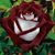 Adys Martin's profile image