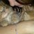 Shahen Susu's profile image
