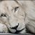 Diane DiGirolamo Rivera's profile image