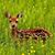 Cher Gurtler's profile image