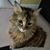 Michelle Savageau Jereczek's profile image