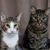 Alison M Trutt's profile image