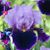 Doris Baker's profile image
