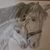 Carol Kiser's profile image