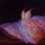 Nancy Pane Fortwengler's profile image