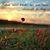 Debi Doyle's profile image