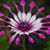 Cynthia Greathouse's profile image