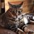 Linda Fillion's profile image