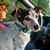 Dana Johnson Shields-Foster's profile image