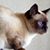 Shirley Whitehurst's profile image