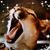 Nancy Leskovar's profile image