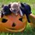 Brenda Keener's profile image