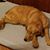 Sue McFarland Hayes's profile image
