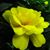 Loriane Sevie's profile image