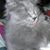 Shari Wright's profile image