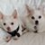 Deb Dorson's profile image