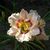 Pam C.'s profile image