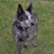 Melba Anderson Adamson's profile image