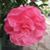 Donna Anderson Laird's profile image