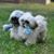 Lisa Carrasco LaMere's profile image