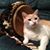 James Scott Britton's profile image
