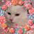 Dani Sampaio Abrantkoski's profile image