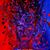 Lori Carbonaro's profile image