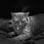 Marie Y Davis-Hurley's profile image