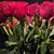 Shirley van Steen's profile image