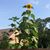 Cindy Peterson's profile image