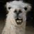 Marie Henson's profile image