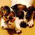 Christy Harris Meredith's profile image