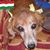 Kristina Ann Gyurko Schwarzkopf's profile image