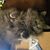 Caryn Chandler's profile image