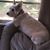 Jaye Faries's profile image