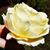 Robin Dunmire Long's profile image