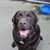 Patti Crookshank's profile image